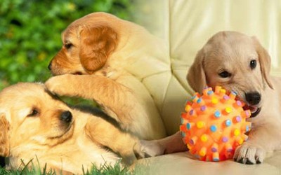 Clinica veterinaria castellon SantAntoni