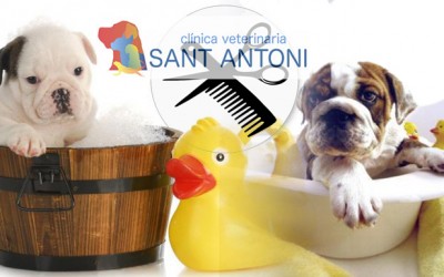 Peluqueria canina castellon Sant Antoni