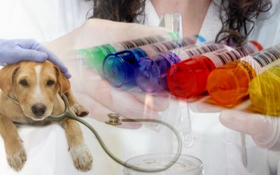 Medicina animal castellon y el ser veterinario
