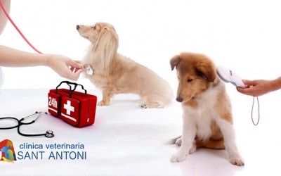 Veterinarios 24 horas castellon urgencias