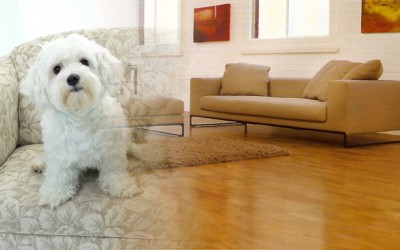 Perros para pisos pequeños