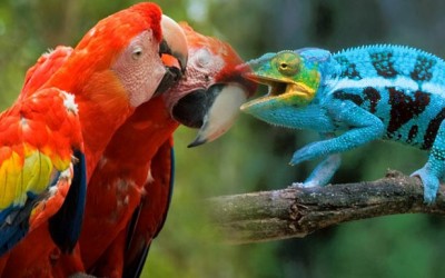 Animales exoticos de mascota