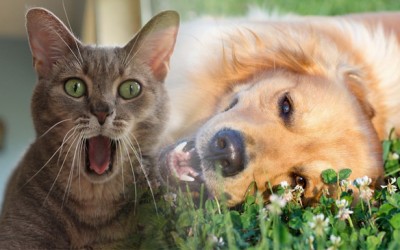 Estres en los animales