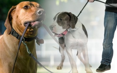 Aprender a pasear al perro