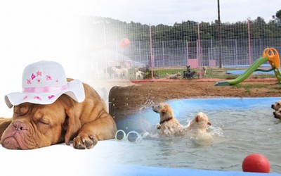 Residencias para animales