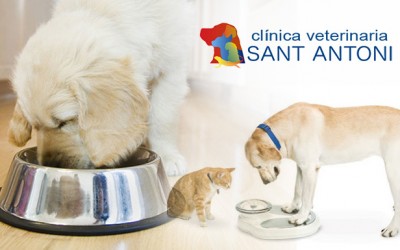 Obesidad en perros y gatos