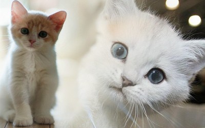 Cuidados especificos de los gatos