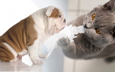 Consejos educar perros y gatos