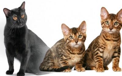 Razas de gatos