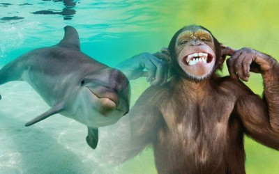 6 de los animales mas inteligentes del mundo