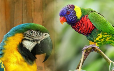 5 especies de loros