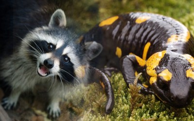 Especies exoticas invasoras y sus peligros