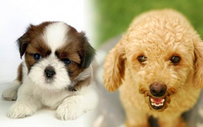 Los perros mas pequeños