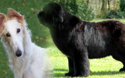 Razas de perros grandes ,5 espectaculares ejemplos