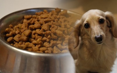 La dieta de nuestra mascota: como elegir el mejor alimento