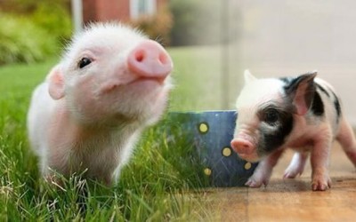 Tener de mascota un cerdo vietnamita enano