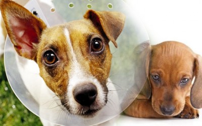 Esterilizar a un perro