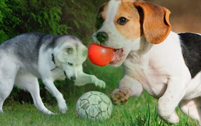 Ventajas del juego con tu perro