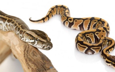 Las serpientes como mascota