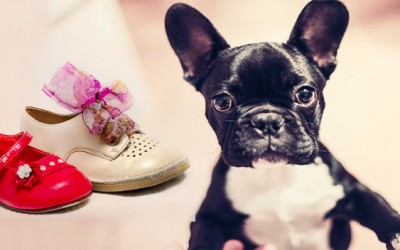 Preparar a nuestro perro para convivir con un bebe