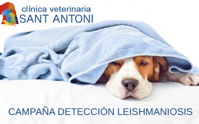 Campaña contra la leishmaniosis