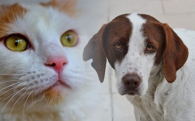 La ansiedad por separación que viven las mascotas