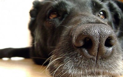 Estudio en la detección del cáncer con el olfato canino