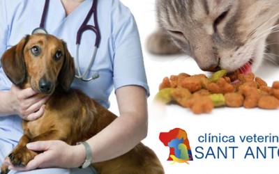 Dieta después de la esterilización en los animales