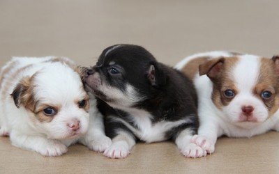 Información básica de un pedigree canino