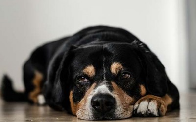 Los perros y el alzheimer