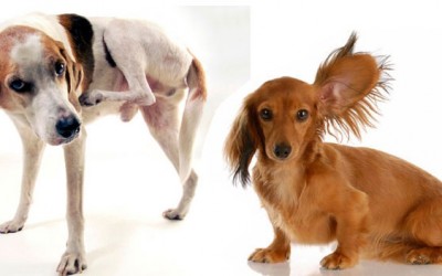 Infecciones más habituales de los perros en verano