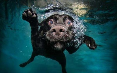 Espectaculares reportajes de fotos con perros como protagonistas