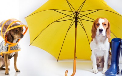 Ideas y juegos para realizar con tu mascota en días de lluvia
