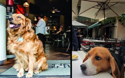 El concepto «Dog Friendly» y diversas opciones