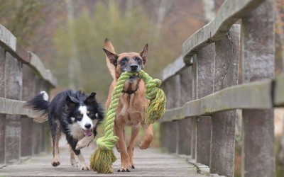 Juguetes para perros