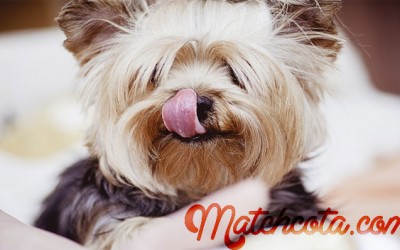 Matchcota, la App para adoptar mascotas