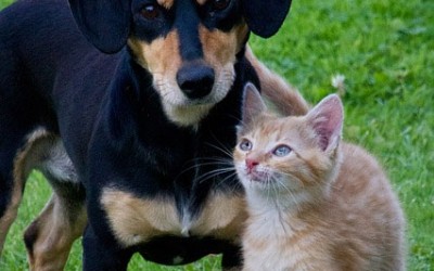 Comunicación perros y gatos