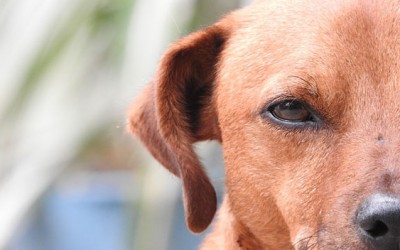 España se agrega al convenio europeo sobre protección animal