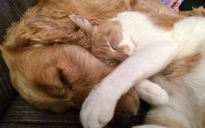 Vacunas básicas para perros y gatos