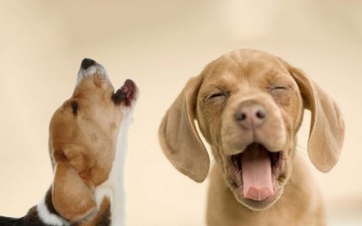 Mantén a raya las pulgas de tu perro con estos consejos