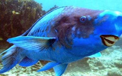 Las 6 especies de animales más curiosas descubiertas en los últimos años