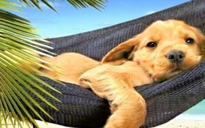 Cuidadores de mascotas, un negocio en alza