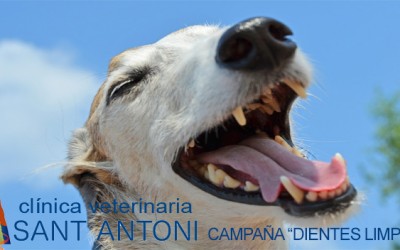 Campaña “DIENTES LIMPIOS” , la importancia de la limpieza bucal en nuestra mascota