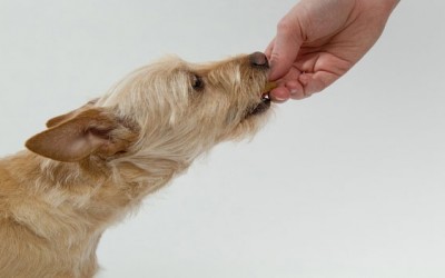 Recetas para galletas de perros
