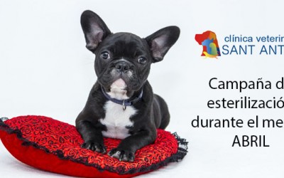 Campaña de esterilización de mascotas en Veterinarios Castellon