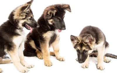 Los parásitos externos y como proteger a tu perro