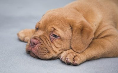La torsión de estómago y el peligro para tu mascota