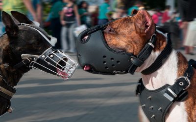 Bozal para mi perro, ¿Cuándo y porque?