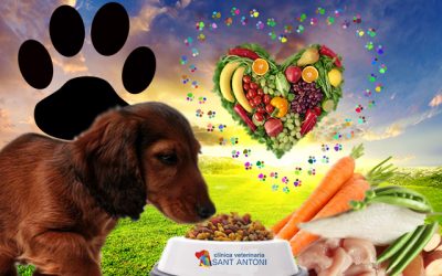 Recomendaciones para una dieta canina rica