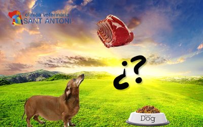 Como evitar la obesidad en los perros
